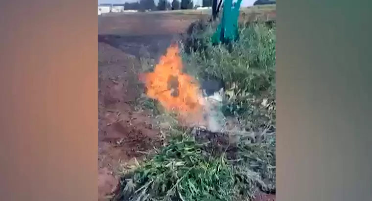 В Нижнекамском районе около Афанасово сожгли заросли конопли