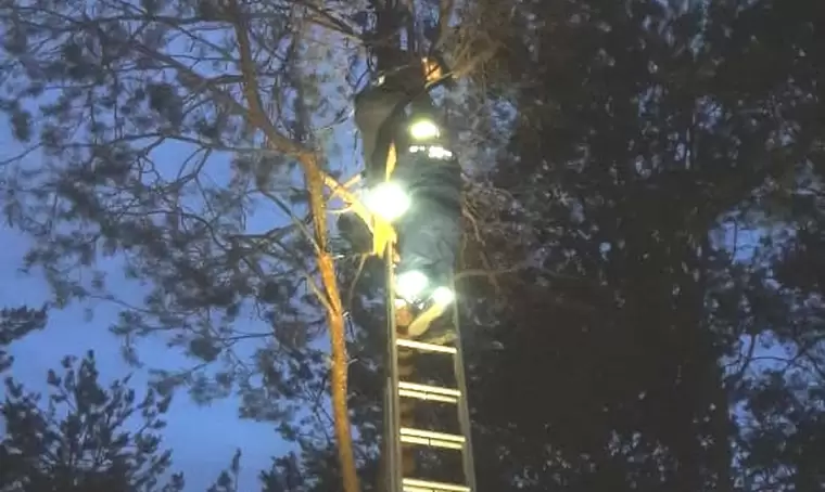 В Альметьевске спасатели сняли с дерева мальчика, полезшего за мячом