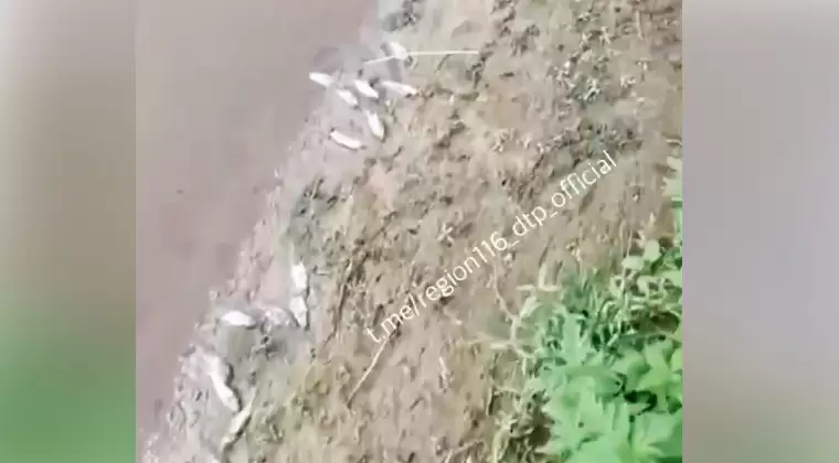 В реке Меша в Татарстане массово погибла рыба