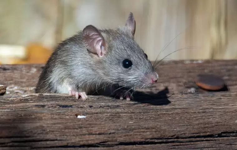 Татарстан занимает пятое место в ПФО по заболеваемости «мышиной лихорадкой»