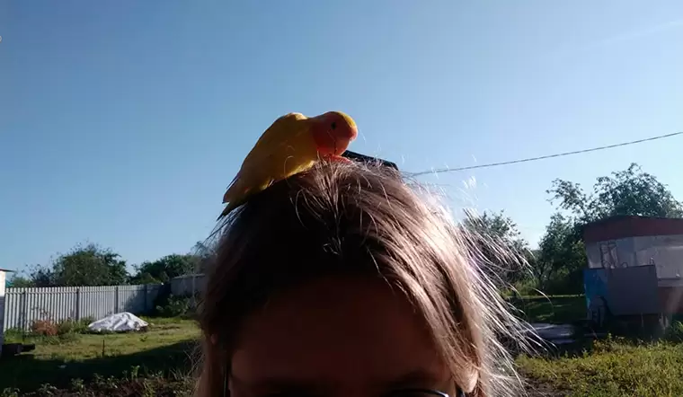 В Нижнекамске отдыхавшей на даче девочке на голову сел улетевший от хозяев попугай