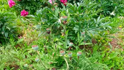 Нижнекамцев будут наказывать за дикорастущие мак и коноплю на участках - НТР 24