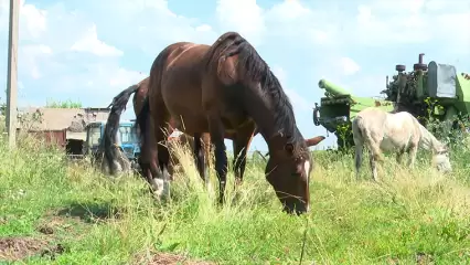 «Монстр только так может»: под Нижнекамском фермеры воюют уже на протяжении шести лет - НТР 24