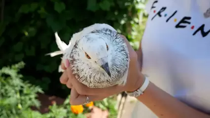 Крылатое хобби: около двухсот спортивных голубей содержит нижнекамец на своем дачном участке - НТР 24