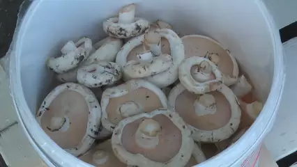 В Татарстане с начала года отравились грибами 12 человек - НТР 24