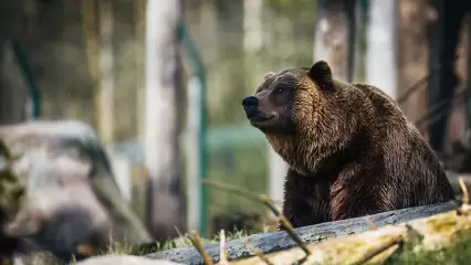 В казанском зоопарке рассказали, как медведи спасаются от жары