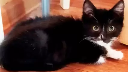 Нижнекамцы подкинули в цирк котенка - НТР 24