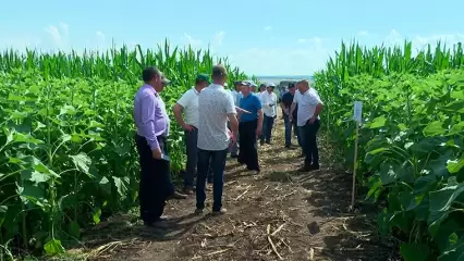 В Нижнекамском районе агрономам Татарстана представили новые гибридные сорта зерновых культур