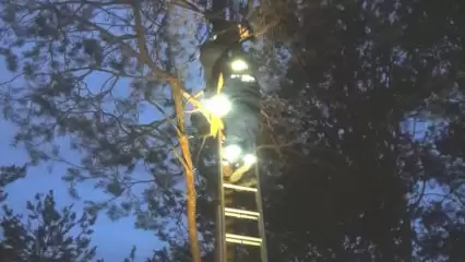 В Альметьевске спасатели сняли с дерева мальчика, полезшего за мячом