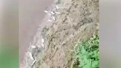 В реке Меша в Татарстане массово погибла рыба - НТР 24