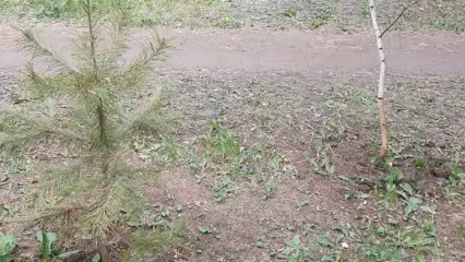 Нижнекамец попросил пояснить, почему были спилены посаженные жильцами деревья на Школьном бульваре - НТР 24