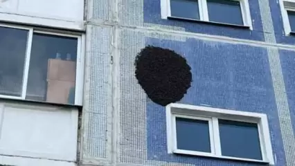 Нижнекамцы заметили разбушевавшихся пчёл на фасаде многоэтажки