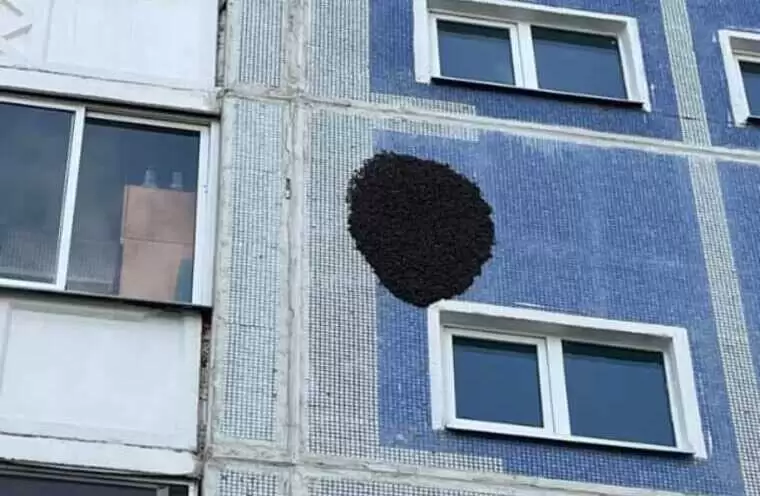 Нижнекамцы заметили разбушевавшихся пчёл на фасаде многоэтажки
