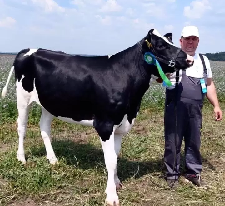 Корова из Нижнекамска выиграла конкурс красоты на международной выставке