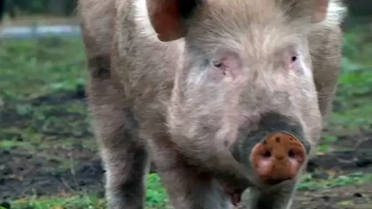 На территории Татарстана выявили еще три очага африканской чумы свиней