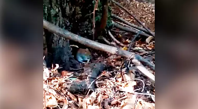 Нижнекамка боится нашествия мышей из леса около Камы