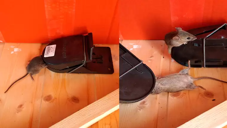 Нижнекамцы просят открыть подвалы для кошек из-за нашествия мышей