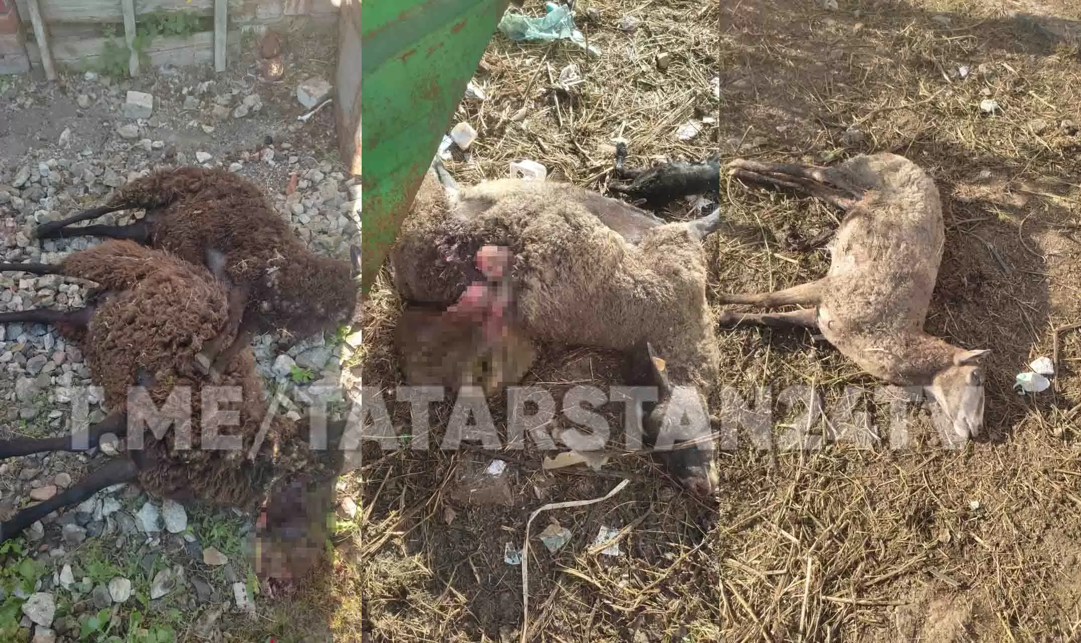 В Татарстане бездомные собаки загрызли десять овец
