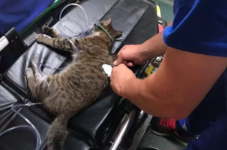 В Нижнекамске медики вернули к жизни кошку, пострадавшую при пожаре