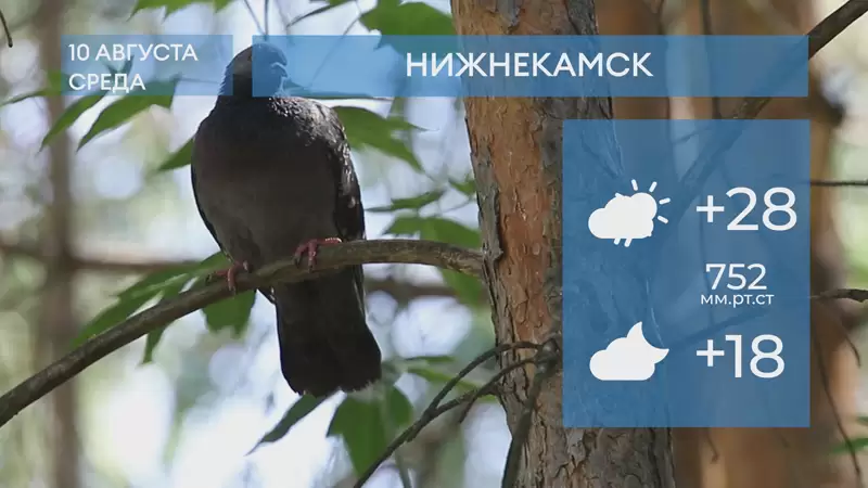 Прогноз погоды в Нижнекамске на 10 августа 2022 года
