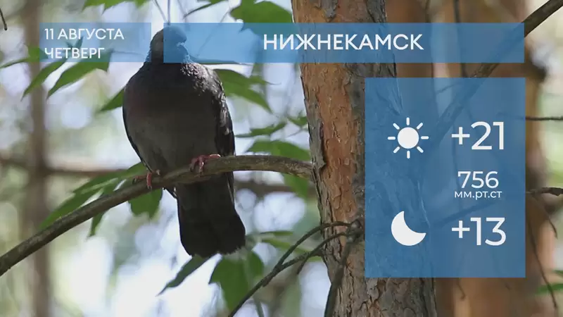 Прогноз погоды в Нижнекамске на 11-е августа 2022 года