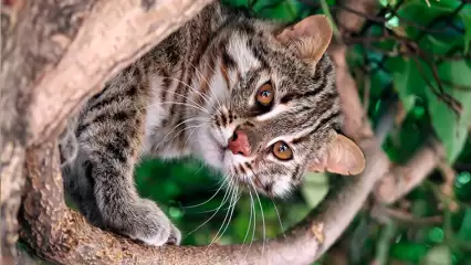 Спустя две недели татарстанцы помогли в выборе имени для дальневосточного лесного кота из казанского зооботсада - НТР 24