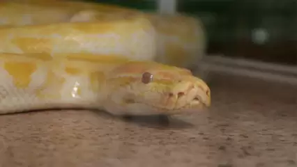 «Это просто живодерство»: нижнекамка возмутилась условиями содержания в контактном зоопарке - НТР 24