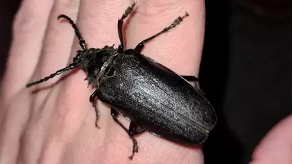 В Нижнекамском районе нашли обыкновенного приона размером со спичечный коробок - НТР 24