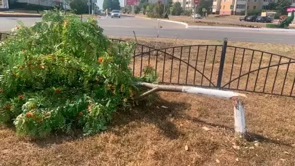 «Дубины!»: неизвестные срубили дерево в центре Елабуги