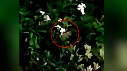 Нижнекамец снял на видео летающую около подъезда «колибри» - НТР 24