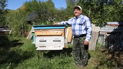 Нижнекамский пчеловод поделился тонкостями разведения пчёл на приусадебном участке