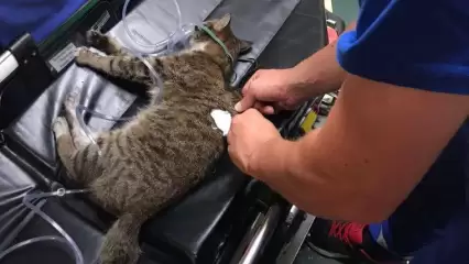 В Нижнекамске медики вернули к жизни кошку, пострадавшую при пожаре - НТР 24