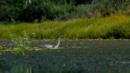 Серая цапля была замечена на озере в Нижнекамске - НТР 24