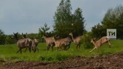 В Татарстане установили лимиты и квоты на охоту - НТР 24
