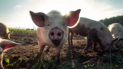 В Татарстане обнаружен случай заражения африканской чумой свиней