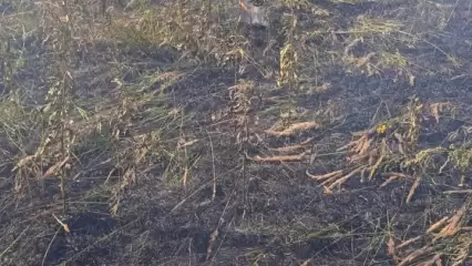 Из-за неосторожного обращения с огнём в Нижнекамске загорелась трава