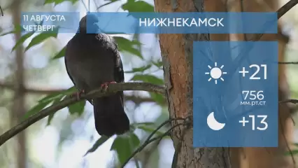 Прогноз погоды в Нижнекамске на 11-е августа 2022 года