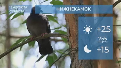Прогноз погоды в Нижнекамске на 13-е августа 2022 года