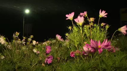 В Нижнекамске по ночам поливают клумбы и молодые деревья - НТР 24