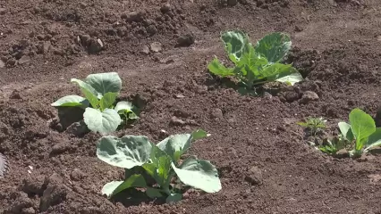 Какие овощи и зелень посадить в августе, чтобы получить второй урожай за лето