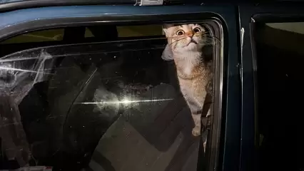 В Нижнекамске неизвестные на ночь заперли в машине кошку