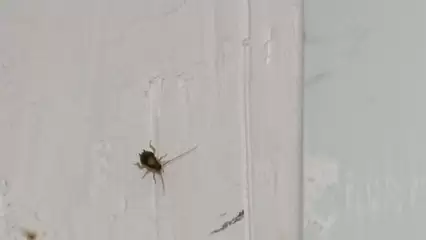 В Нижнекамске пенсионерка захламила квартиру на первом этаже и устроила рассадник тараканов - НТР 24