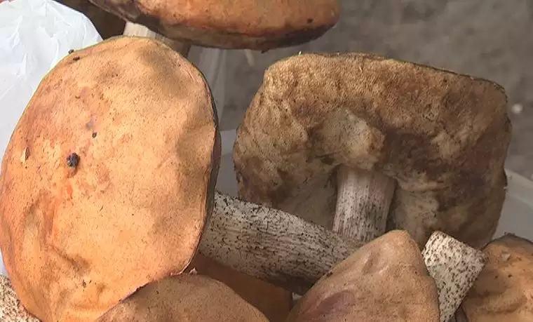 15 жителей Татарстана отравились грибами с начала года