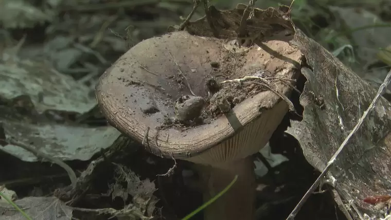 Житель Нижнекамска съел грибы и отравился