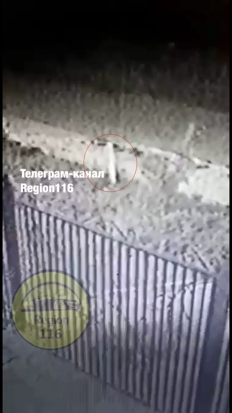 На камеру попало неизвестное существо в Татарстане