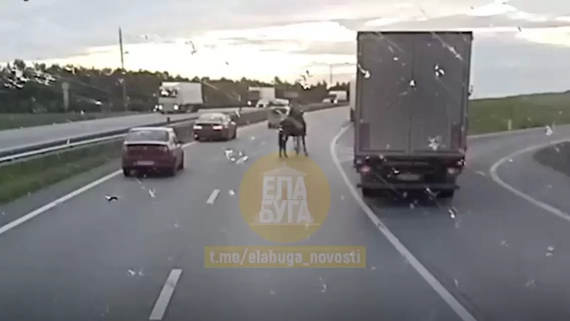 В Татарстане на трассе заметили мужчину на лошади с жеребенком