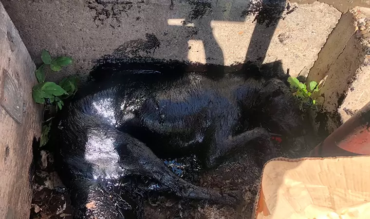 В Челнах спасли собаку, которая упала в яму с мазутом