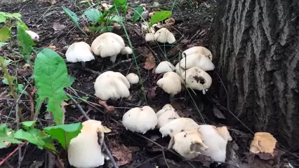 Жителям Татарстана напомнили, каких грибов стоит опасаться
