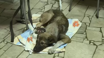 В Нижнекамске ветеринары спасают щенка со сломанной лапкой, из которой торчат кости