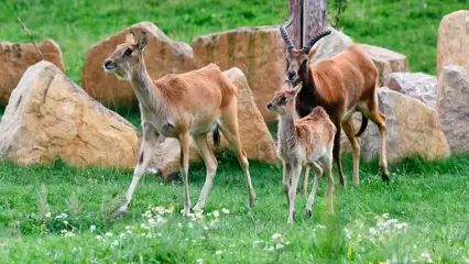 В Татарстане выбрали имя для детёныша антилопы личи из казанского зооботсада